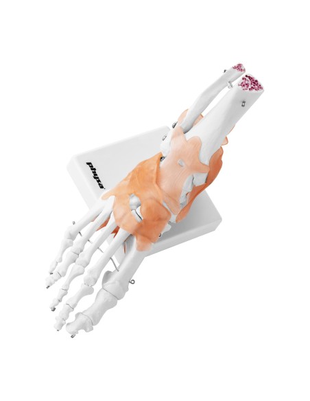 Anatominis kulkšnies sąnario modelis su raiščiais 1:1 masteliu Anatominis kulkšnies sąnario modelis su raiščiais 1:1 masteliu