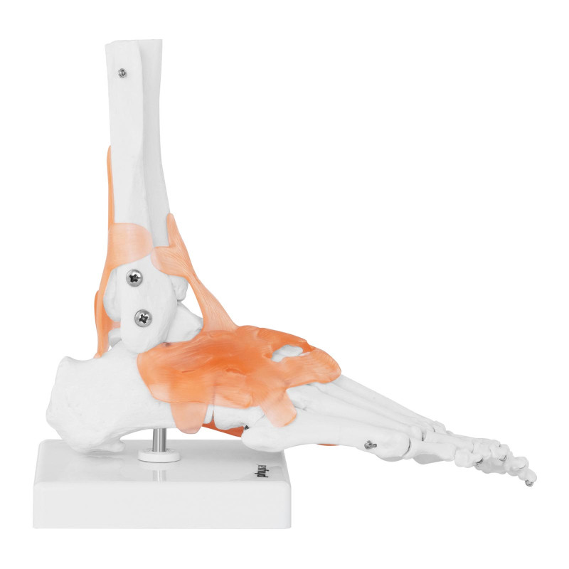Anatominis kulkšnies sąnario modelis su raiščiais 1:1 masteliu
