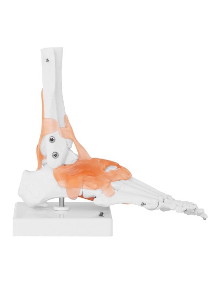 Anatominis kulkšnies sąnario modelis su raiščiais 1:1 masteliu Anatominis kulkšnies sąnario modelis su raiščiais 1:1 masteliu