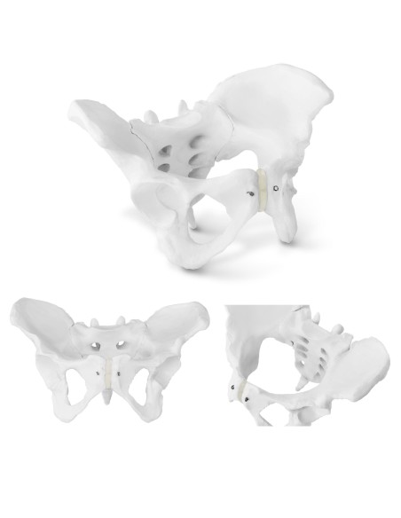 Žmogaus moters dubens anatominis modelis 1:1 masteliu Žmogaus moters dubens anatominis modelis 1:1 masteliu