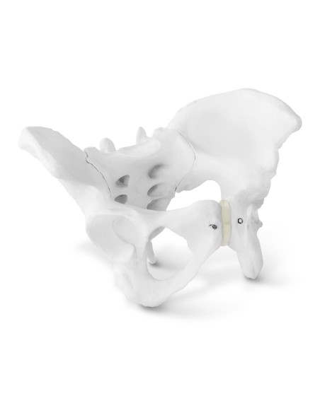 Žmogaus moters dubens anatominis modelis 1:1 masteliu Žmogaus moters dubens anatominis modelis 1:1 masteliu