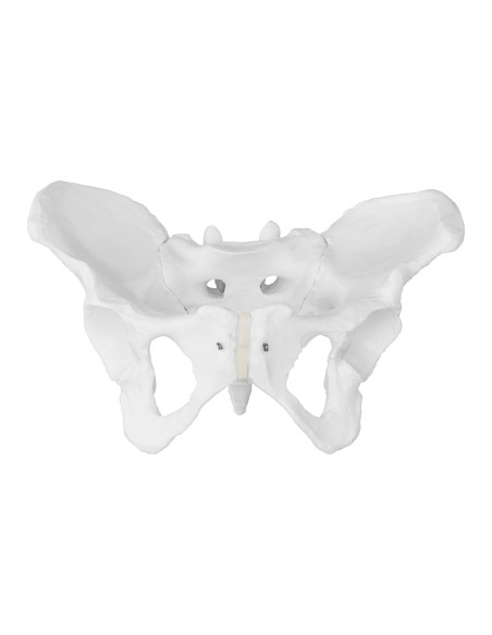 Žmogaus moters dubens anatominis modelis 1:1 masteliu Žmogaus moters dubens anatominis modelis 1:1 masteliu