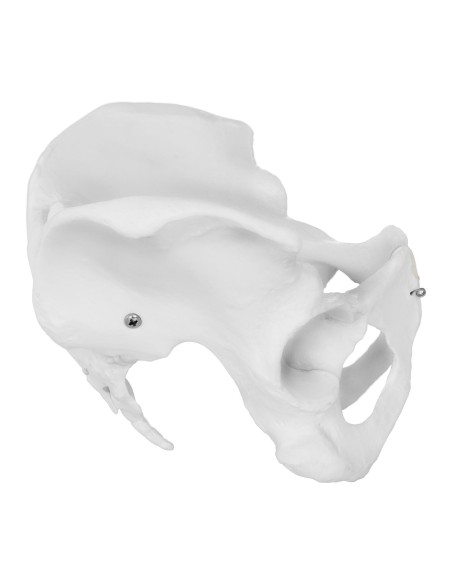 Žmogaus moters dubens anatominis modelis 1:1 masteliu Žmogaus moters dubens anatominis modelis 1:1 masteliu