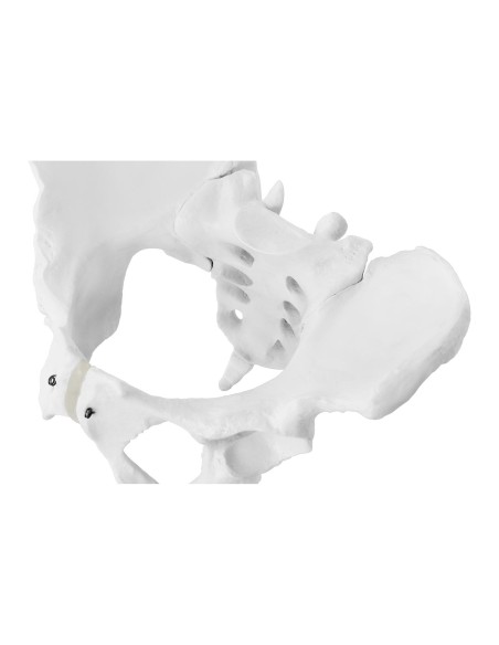 Žmogaus moters dubens anatominis modelis 1:1 masteliu Žmogaus moters dubens anatominis modelis 1:1 masteliu