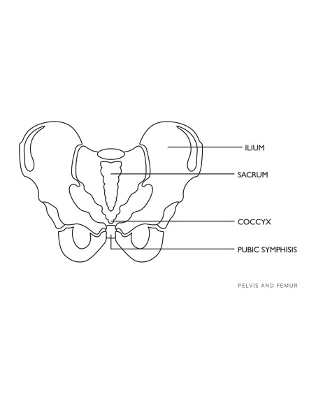 Žmogaus moters dubens anatominis modelis 1:1 masteliu Žmogaus moters dubens anatominis modelis 1:1 masteliu
