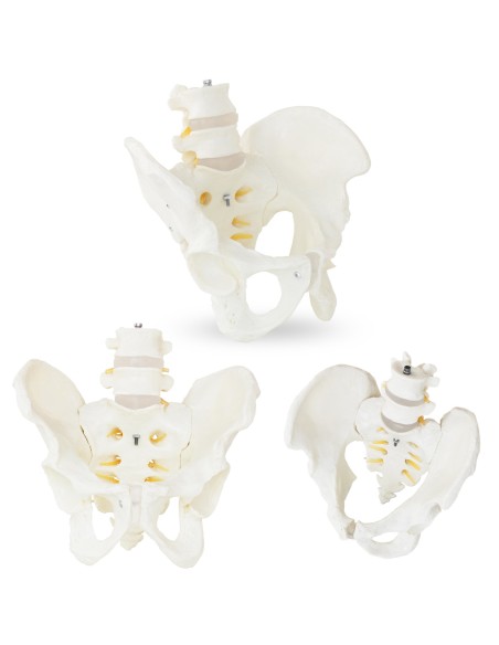 Vyro dubens anatominis modelis su juosmens slanksteliais 1:1 masteliu Vyro dubens anatominis modelis su juosmens slanksteliais 1:1 masteliu