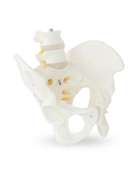 Vyro dubens anatominis modelis su juosmens slanksteliais 1:1 masteliu Vyro dubens anatominis modelis su juosmens slanksteliais 1:1 masteliu