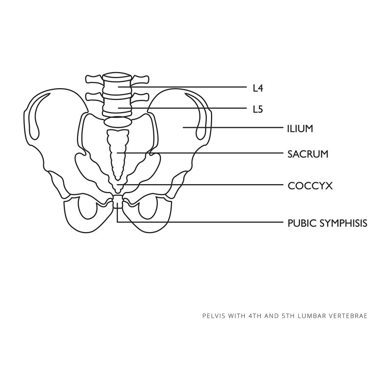 Vyro dubens anatominis modelis su juosmens slanksteliais 1:1 masteliu