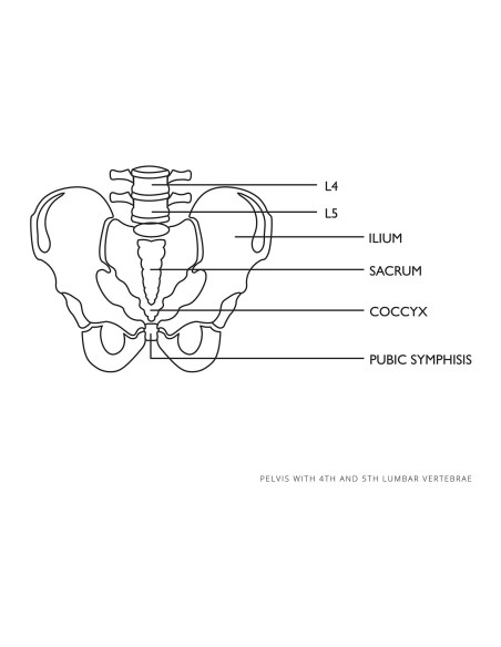 Vyro dubens anatominis modelis su juosmens slanksteliais 1:1 masteliu Vyro dubens anatominis modelis su juosmens slanksteliais 1:1 masteliu