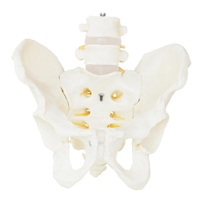 Vyro dubens anatominis modelis su juosmens slanksteliais 1:1 masteliu