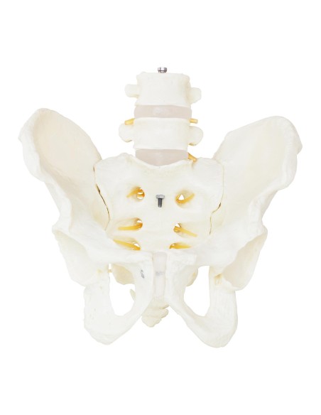 Vyro dubens anatominis modelis su juosmens slanksteliais 1:1 masteliu Vyro dubens anatominis modelis su juosmens slanksteliais 1:1 masteliu