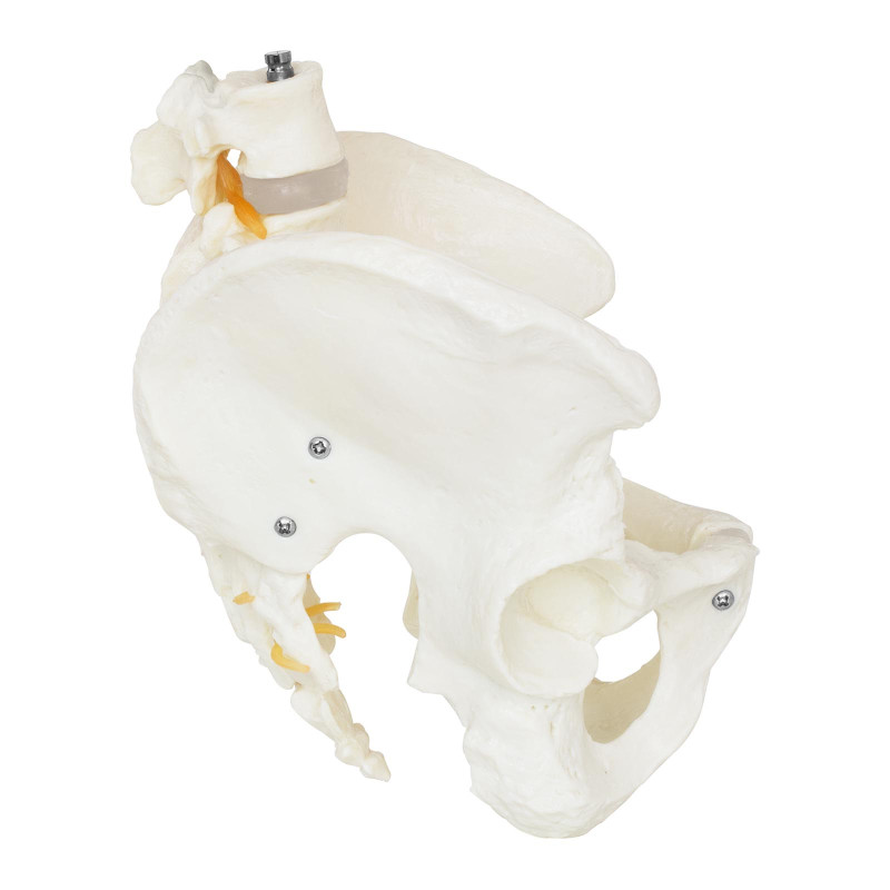 Vyro dubens anatominis modelis su juosmens slanksteliais 1:1 masteliu