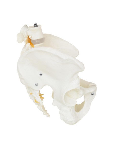 Vyro dubens anatominis modelis su juosmens slanksteliais 1:1 masteliu Vyro dubens anatominis modelis su juosmens slanksteliais 1:1 masteliu