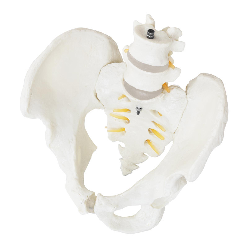 Vyro dubens anatominis modelis su juosmens slanksteliais 1:1 masteliu