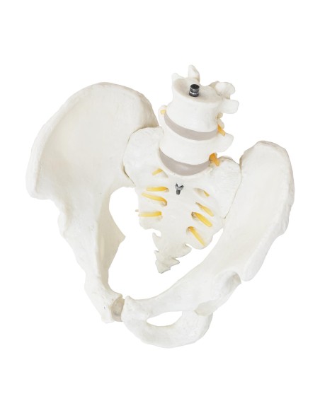 Vyro dubens anatominis modelis su juosmens slanksteliais 1:1 masteliu Vyro dubens anatominis modelis su juosmens slanksteliais 1:1 masteliu