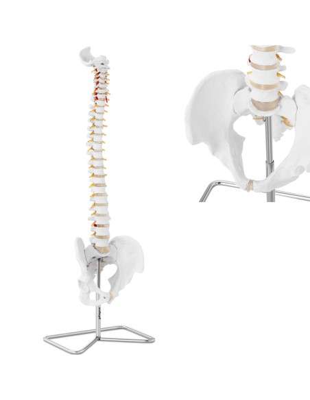 Anatominis žmogaus stuburo modelis su vyrišku dubens 76 cm Anatominis žmogaus stuburo modelis su vyrišku dubens 76 cm