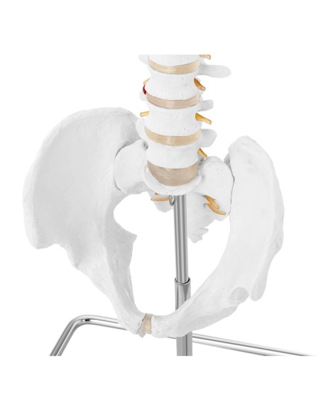 Anatominis žmogaus stuburo modelis su vyrišku dubens 76 cm Anatominis žmogaus stuburo modelis su vyrišku dubens 76 cm