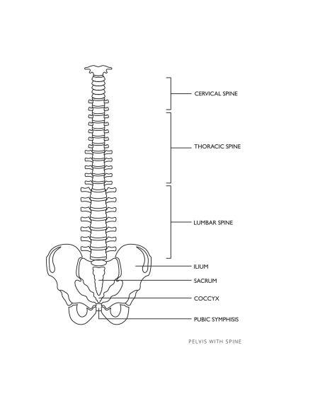 Anatominis žmogaus stuburo modelis su vyrišku dubens 76 cm Anatominis žmogaus stuburo modelis su vyrišku dubens 76 cm