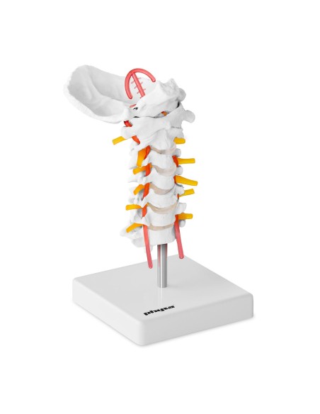 Žmogaus kaklo stuburo anatominis modelis 1:1 masteliu Žmogaus kaklo stuburo anatominis modelis 1:1 masteliu
