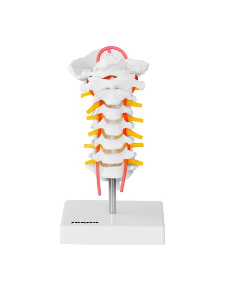 Žmogaus kaklo stuburo anatominis modelis 1:1 masteliu Žmogaus kaklo stuburo anatominis modelis 1:1 masteliu