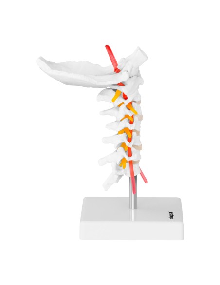 Žmogaus kaklo stuburo anatominis modelis 1:1 masteliu Žmogaus kaklo stuburo anatominis modelis 1:1 masteliu