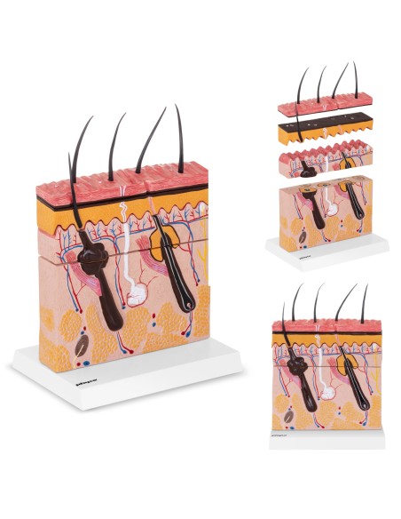 Žmogaus odos skerspjūvio anatominis modelis Žmogaus odos skerspjūvio anatominis modelis