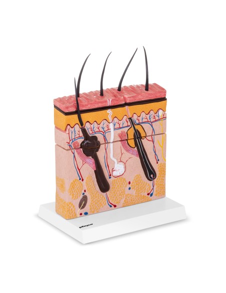 Žmogaus odos skerspjūvio anatominis modelis Žmogaus odos skerspjūvio anatominis modelis