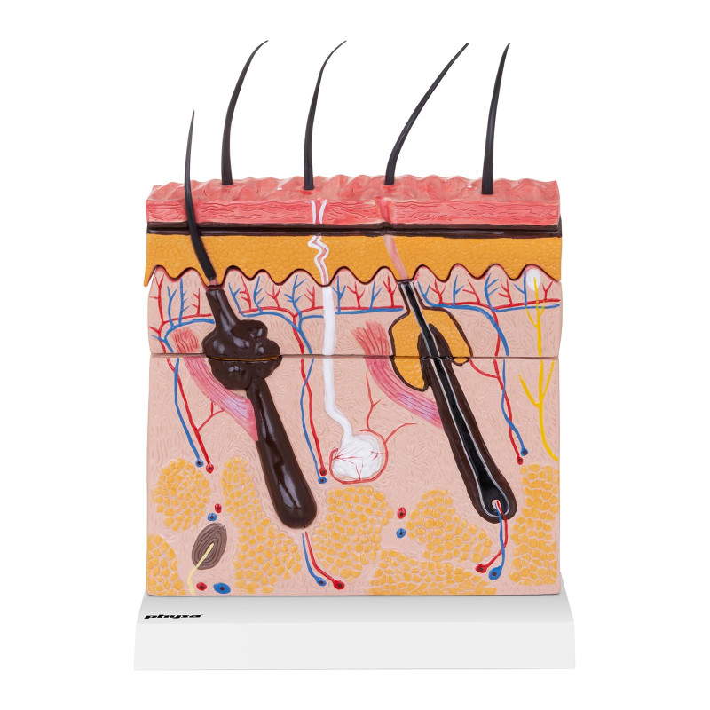 Žmogaus odos skerspjūvio anatominis modelis