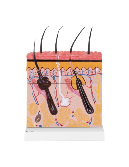 Žmogaus odos skerspjūvio anatominis modelis Žmogaus odos skerspjūvio anatominis modelis