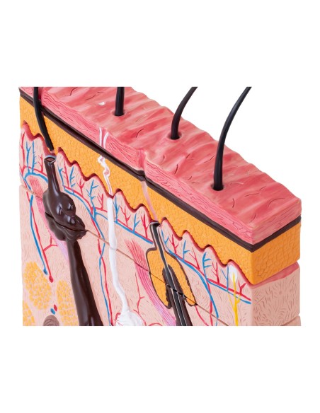 Žmogaus odos skerspjūvio anatominis modelis Žmogaus odos skerspjūvio anatominis modelis