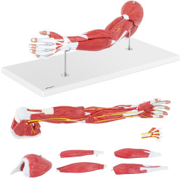 1:1 mastelio 3D rankos anatomijos modelis