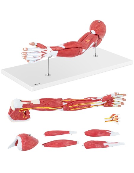 1:1 mastelio 3D rankos anatomijos modelis 1:1 mastelio 3D rankos anatomijos modelis