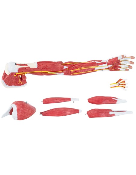 1:1 mastelio 3D rankos anatomijos modelis 1:1 mastelio 3D rankos anatomijos modelis