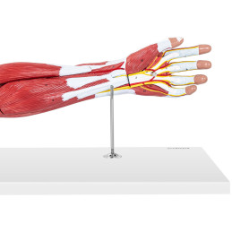 1:1 mastelio 3D rankos anatomijos modelis