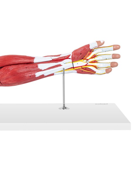 1:1 mastelio 3D rankos anatomijos modelis 1:1 mastelio 3D rankos anatomijos modelis