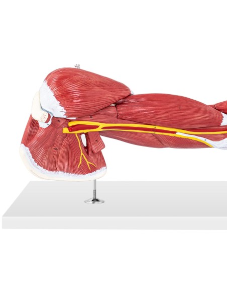 1:1 mastelio 3D rankos anatomijos modelis 1:1 mastelio 3D rankos anatomijos modelis