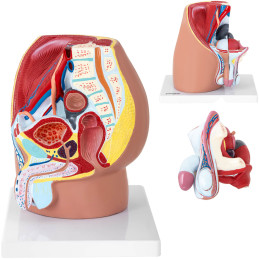 Anatominis 3D vyriško dubens modelis 1:1 masteliu