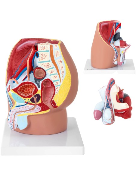 Anatominis 3D vyriško dubens modelis 1:1 masteliu Anatominis 3D vyriško dubens modelis 1:1 masteliu