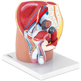 Anatominis 3D vyriško dubens modelis 1:1 masteliu