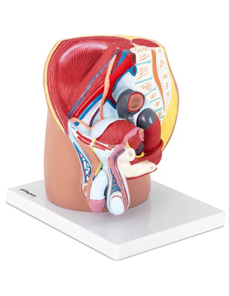 Anatominis 3D vyriško dubens modelis 1:1 masteliu Anatominis 3D vyriško dubens modelis 1:1 masteliu