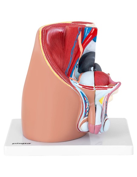 Anatominis 3D vyriško dubens modelis 1:1 masteliu Anatominis 3D vyriško dubens modelis 1:1 masteliu