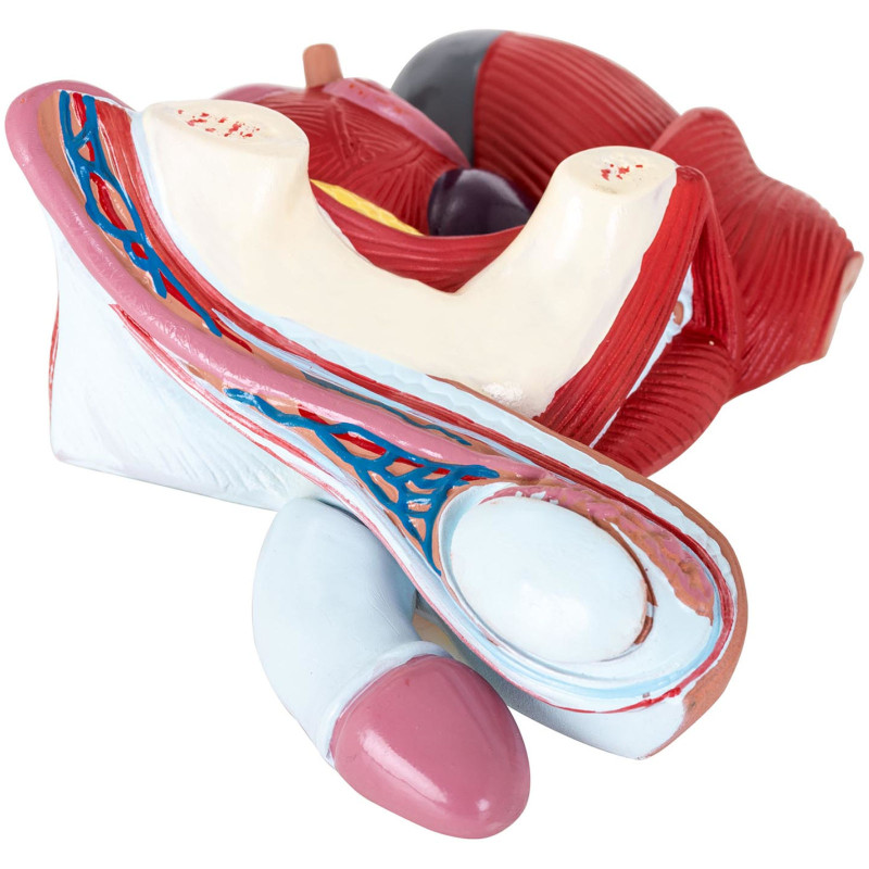 Anatominis 3D vyriško dubens modelis 1:1 masteliu