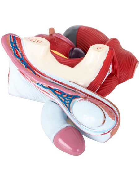 Anatominis 3D vyriško dubens modelis 1:1 masteliu Anatominis 3D vyriško dubens modelis 1:1 masteliu