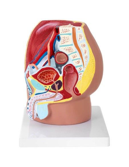 Anatominis 3D vyriško dubens modelis 1:1 masteliu Anatominis 3D vyriško dubens modelis 1:1 masteliu