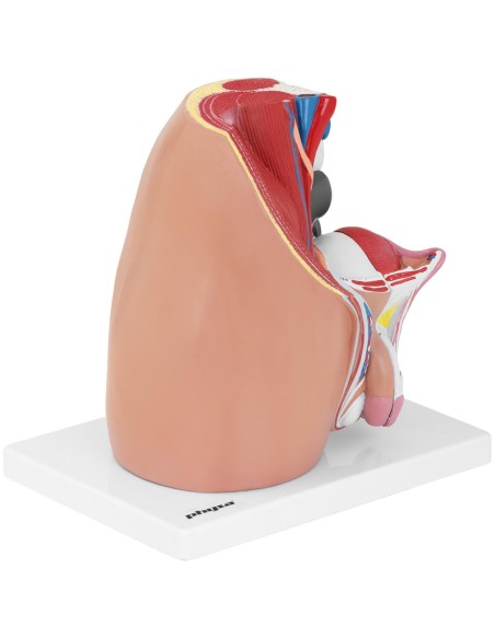 Anatominis 3D vyriško dubens modelis 1:1 masteliu Anatominis 3D vyriško dubens modelis 1:1 masteliu