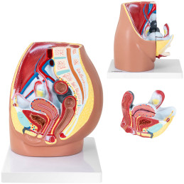Anatominis 3D moters dubens modelis 1:1 masteliu
