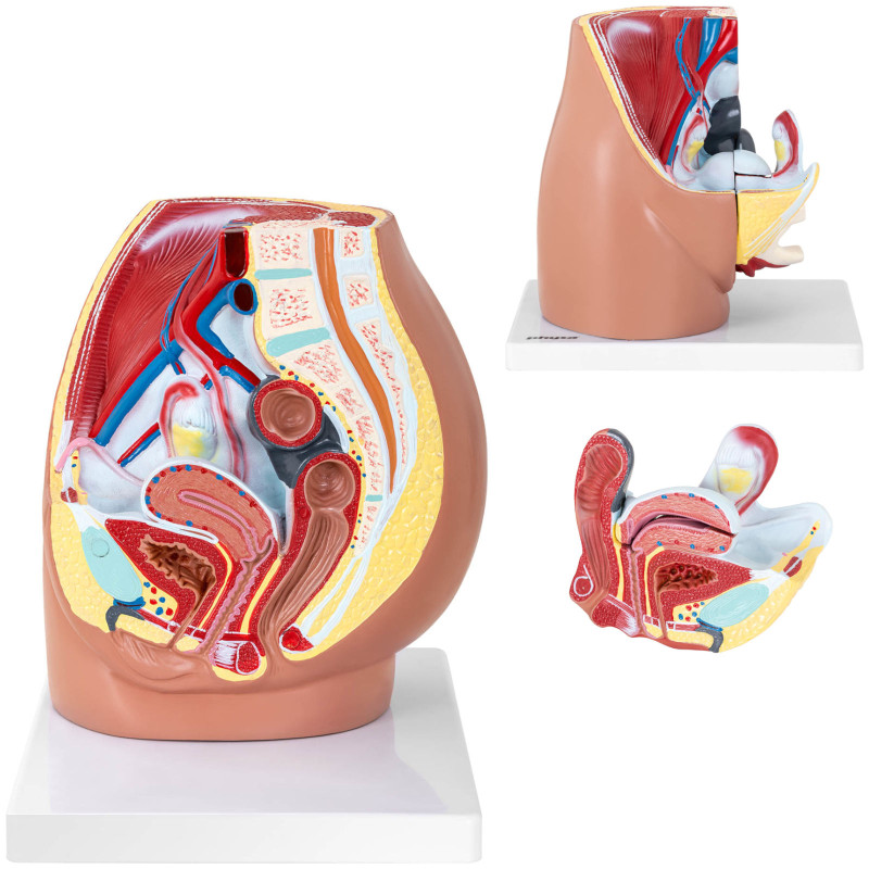 Anatominis 3D moters dubens modelis 1:1 masteliu Anatominis 3D moters dubens modelis 1:1 masteliu