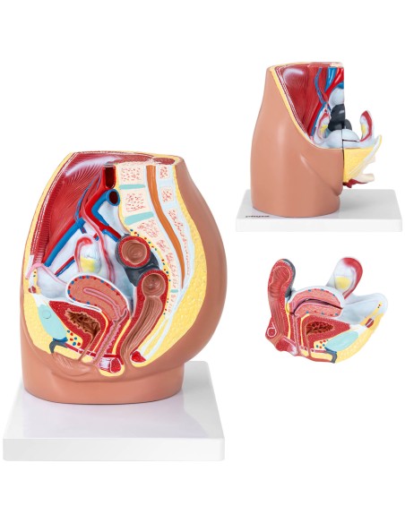 Anatominis 3D moters dubens modelis 1:1 masteliu Anatominis 3D moters dubens modelis 1:1 masteliu