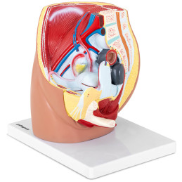 Anatominis 3D moters dubens modelis 1:1 masteliu