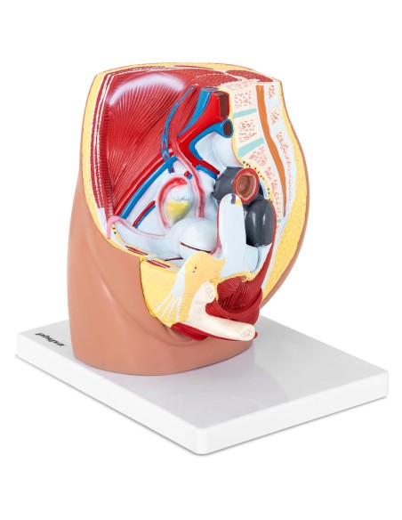 Anatominis 3D moters dubens modelis 1:1 masteliu Anatominis 3D moters dubens modelis 1:1 masteliu